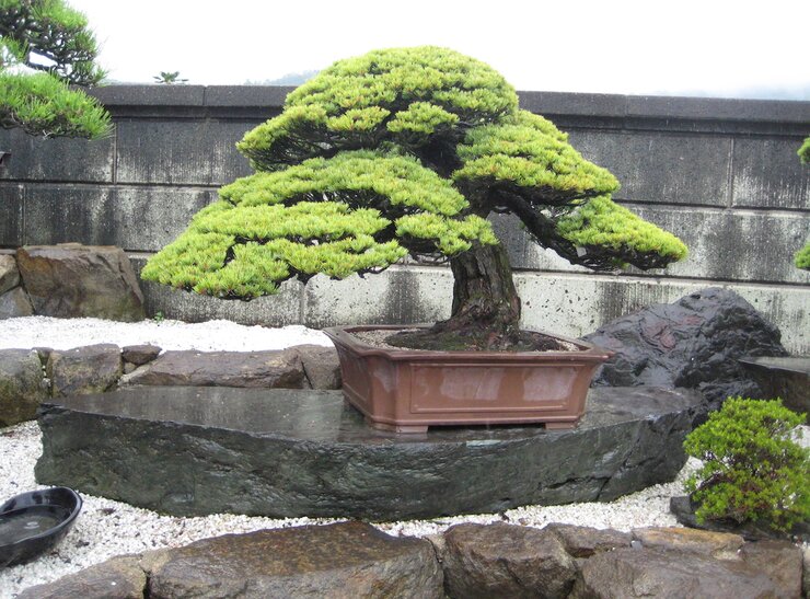 Ikebana & Bonsai Zubehör online kaufen